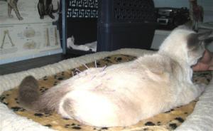 photo FAQ siamese