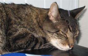 photo faq tabby asleep