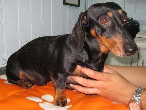 photo gallery dachshund