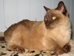 photo indications burmese cat