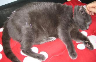 photo indications grey cat