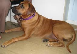 photo indications ridgeback