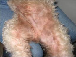 photo indications skin dog