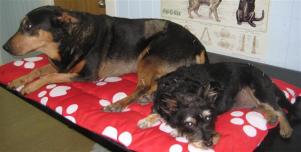 photo indications two dogs